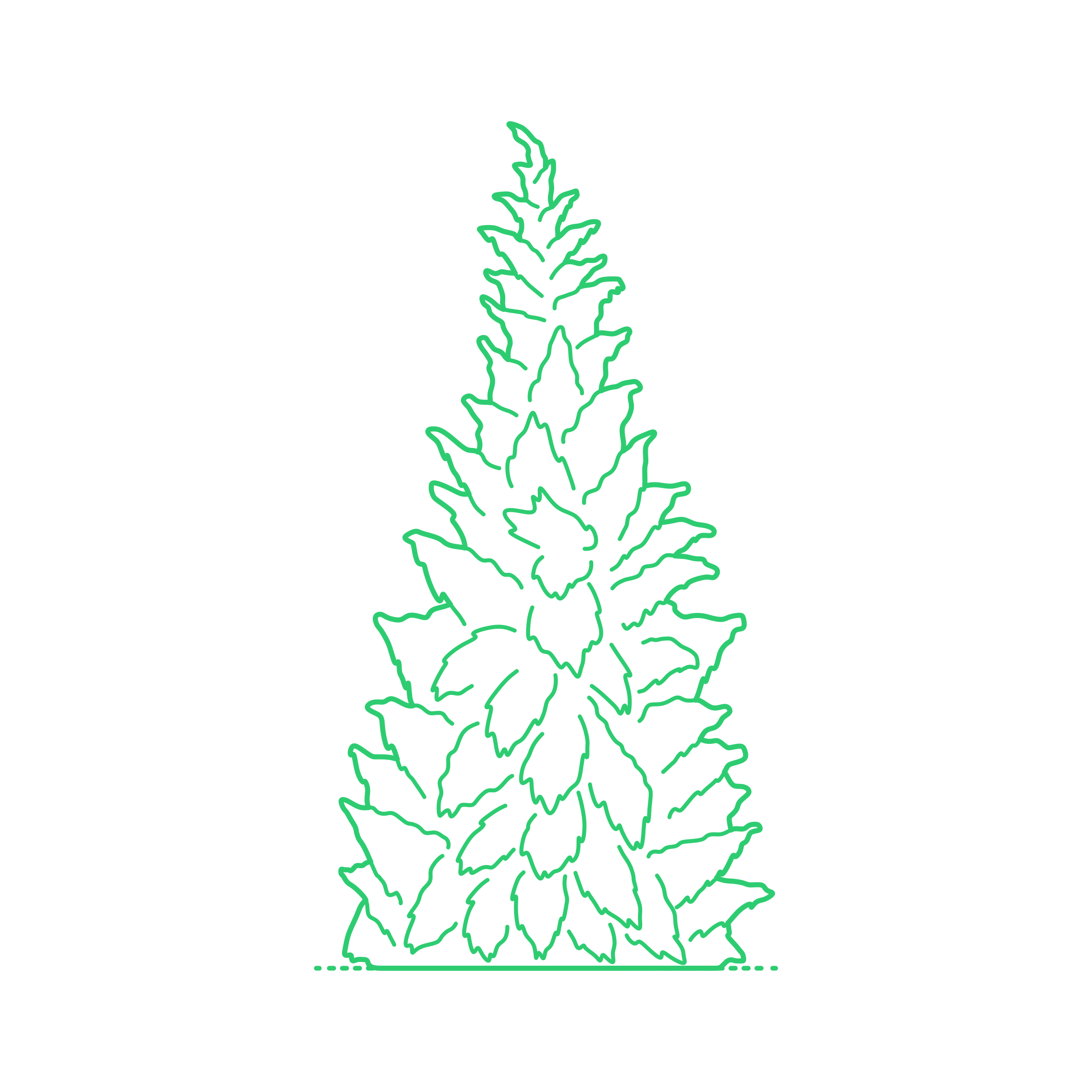 Plants Cypresses Nootka Cypress Engraving Svg Design Free Vectors